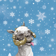 Illustration for article titled Salacious Crumb dons his ugliest sweater for the Star Wars holiday cards